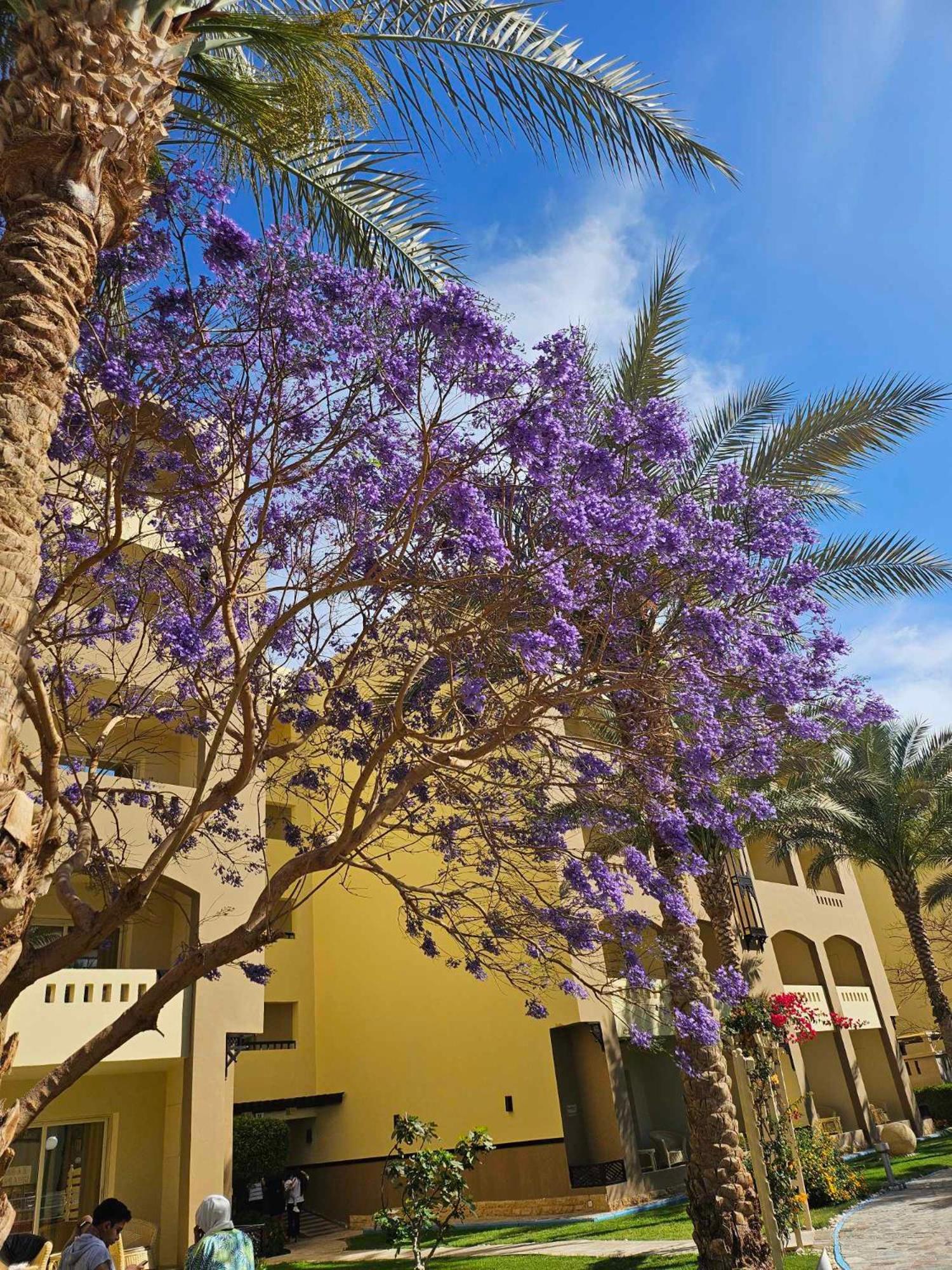 Comfortable Studio In Hotel Karma With Private Beach And Pools Family Only Or Female Hurghada Eksteriør bilde